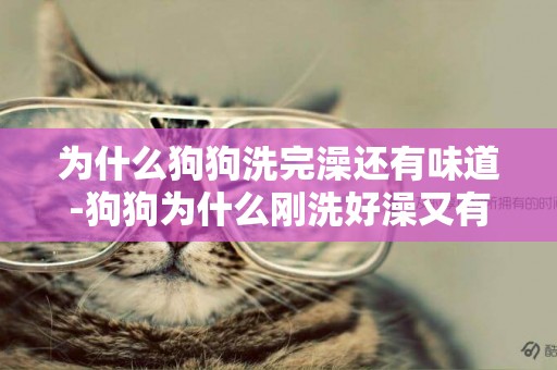 為什么狗狗洗完澡還有味道-狗狗為什么剛洗好澡又有臭味了呢