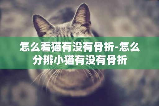 怎么看貓有沒有骨折-怎么分辨小貓有沒有骨折