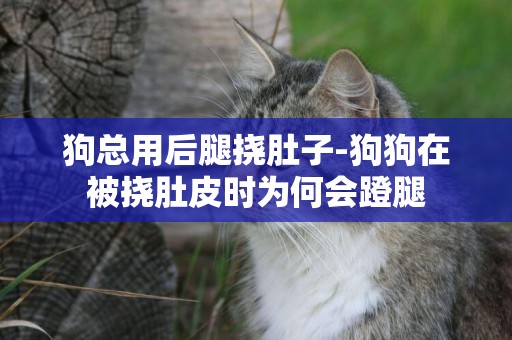 狗總用后腿撓肚子-狗狗在被撓肚皮時為何會蹬腿