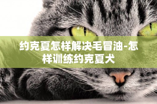 約克夏怎樣解決毛冒油-怎樣訓練約克夏犬