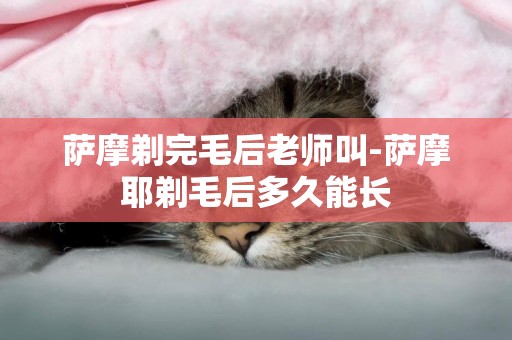薩摩剃完毛后老師叫-薩摩耶剃毛后多久能長