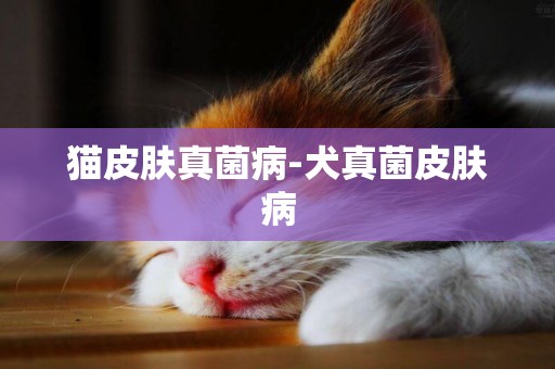貓皮膚真菌病-犬真菌皮膚病