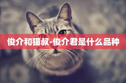 俊介和貓叔-俊介君是什么品種
