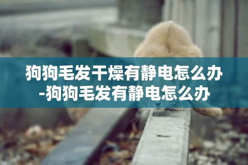 狗狗毛發干燥有靜電怎么辦-狗狗毛發有靜電怎么辦