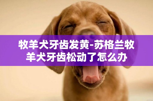 牧羊犬牙齒發黃-蘇格蘭牧羊犬牙齒松動了怎么辦