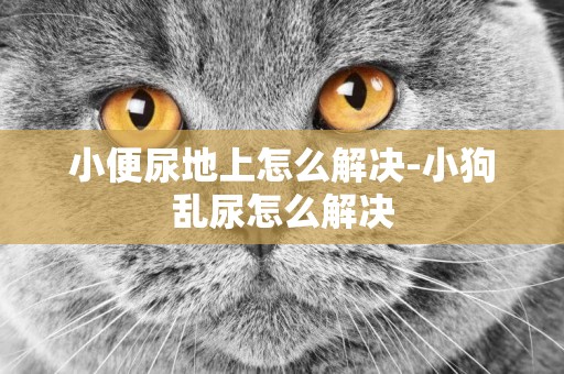 小便尿地上怎么解決-小狗亂尿怎么解決