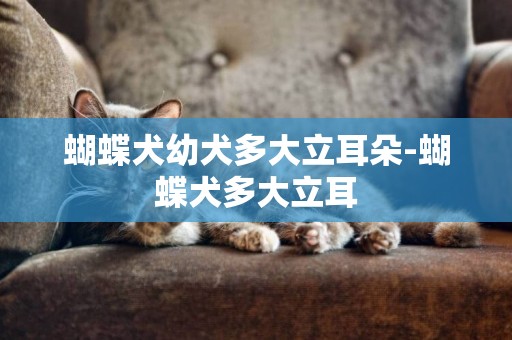 蝴蝶犬幼犬多大立耳朵-蝴蝶犬多大立耳