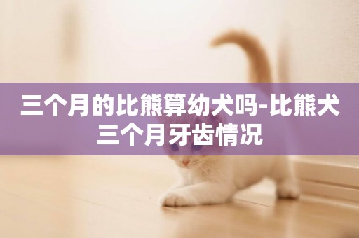 三個月的比熊算幼犬嗎-比熊犬三個月牙齒情況