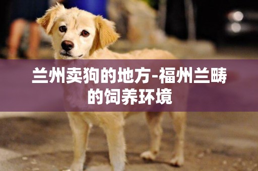 蘭州賣狗的地方-福州蘭疇的飼養環境