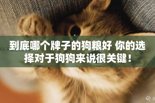 到底哪個牌子的狗糧好 你的選擇對于狗狗來說很關鍵！