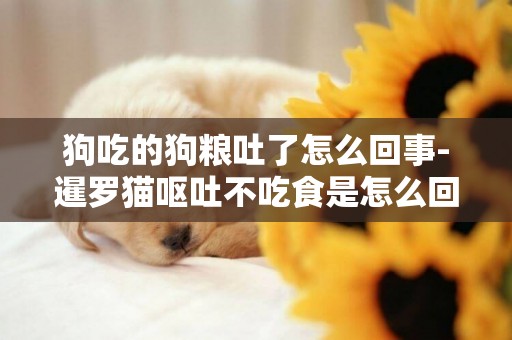 狗吃的狗糧吐了怎么回事-暹羅貓嘔吐不吃食是怎么回事