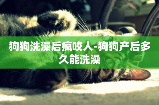狗狗洗澡后瘋咬人-狗狗產后多久能洗澡