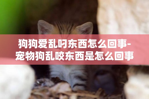 狗狗愛亂叼東西怎么回事-寵物狗亂咬東西是怎么回事