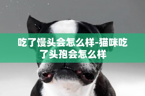 吃了饅頭會怎么樣-貓咪吃了頭孢會怎么樣