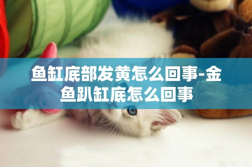 魚缸底部發黃怎么回事-金魚趴缸底怎么回事
