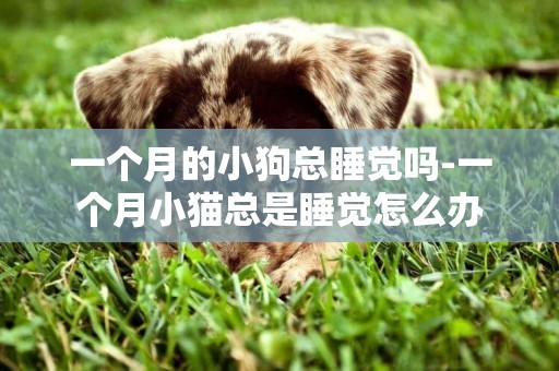 一個月的小狗總睡覺嗎-一個月小貓總是睡覺怎么辦