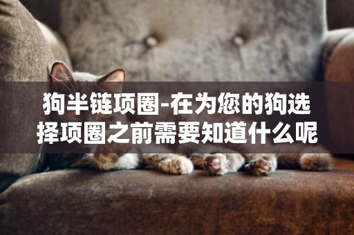 狗半鏈項圈-在為您的狗選擇項圈之前需要知道什么呢
