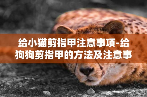 給小貓剪指甲注意事項-給狗狗剪指甲的方法及注意事項
