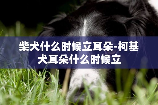 柴犬什么時候立耳朵-柯基犬耳朵什么時候立
