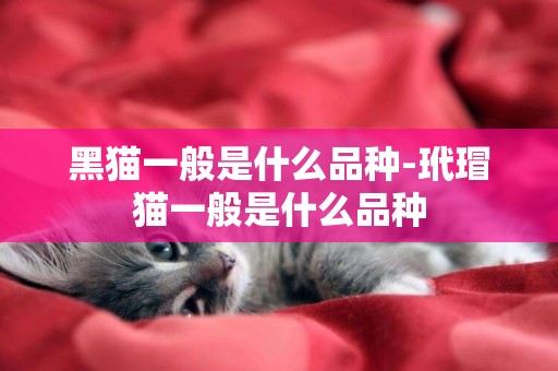 黑貓一般是什么品種-玳瑁貓一般是什么品種