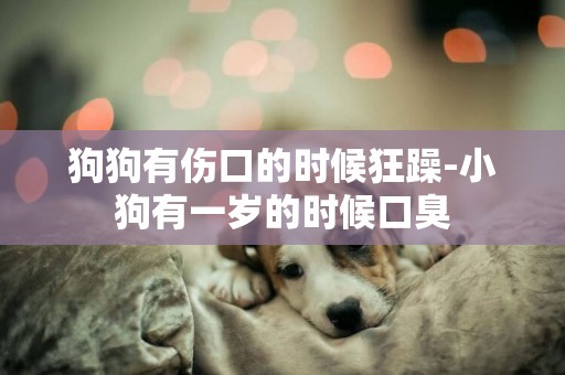 狗狗有傷口的時候狂躁-小狗有一歲的時候口臭