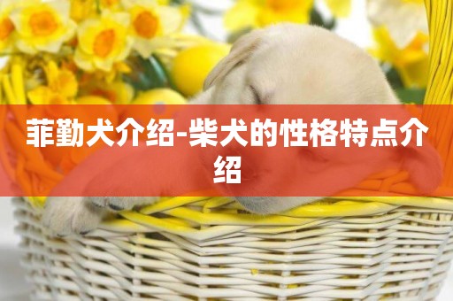 菲勤犬介紹-柴犬的性格特點介紹