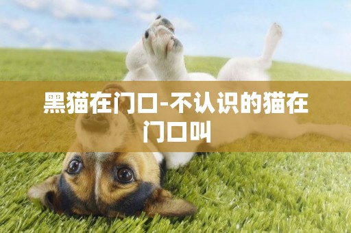黑貓在門口-不認識的貓在門口叫