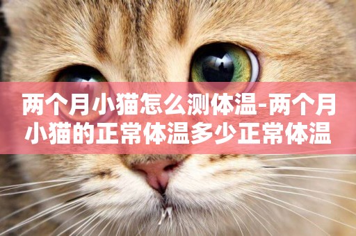 兩個月小貓怎么測體溫-兩個月小貓的正常體溫多少正常體溫