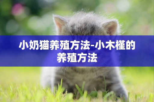 小奶貓養殖方法-小木槿的養殖方法