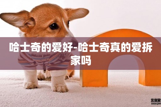 哈士奇的愛好-哈士奇真的愛拆家嗎