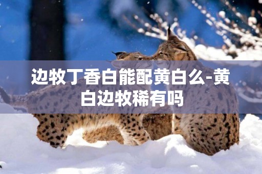邊牧丁香白能配黃白么-黃白邊牧稀有嗎