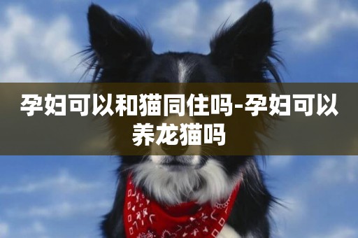 孕婦可以和貓同住嗎-孕婦可以養龍貓嗎