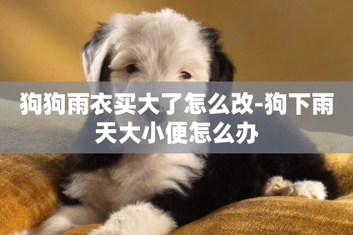 狗狗雨衣買大了怎么改-狗下雨天大小便怎么辦