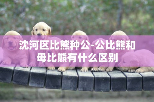沈河區比熊種公-公比熊和母比熊有什么區別