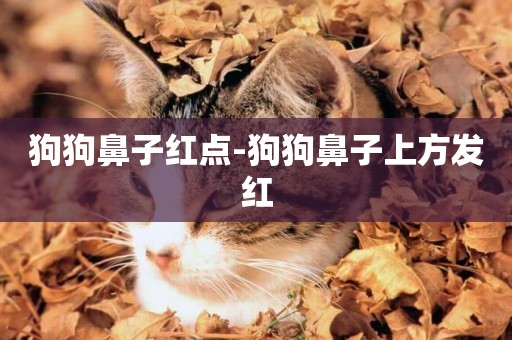 狗狗鼻子紅點-狗狗鼻子上方發紅