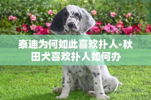 泰迪為何如此喜歡撲人-秋田犬喜歡撲人如何辦