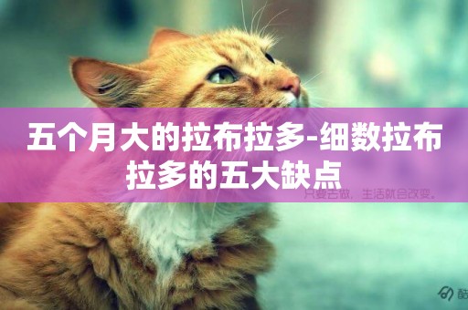 五個月大的拉布拉多-細數拉布拉多的五大缺點