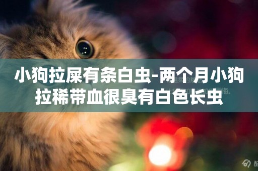 小狗拉屎有條白蟲-兩個月小狗拉稀帶血很臭有白色長蟲