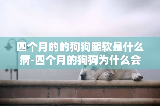 四個月的的狗狗腿軟是什么病-四個月的狗狗為什么會掉毛