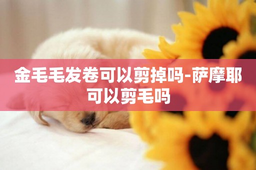 金毛毛發卷可以剪掉嗎-薩摩耶可以剪毛嗎