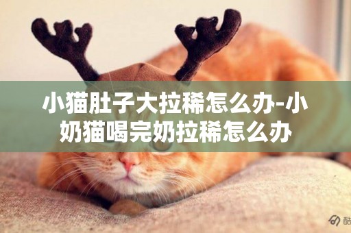 小貓肚子大拉稀怎么辦-小奶貓喝完奶拉稀怎么辦