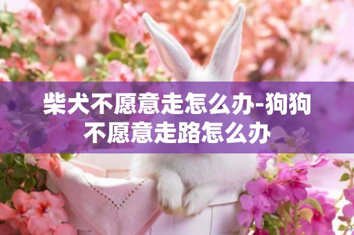 柴犬不愿意走怎么辦-狗狗不愿意走路怎么辦