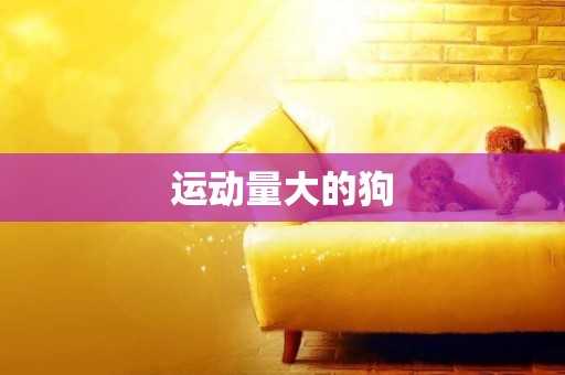 運動量大的狗