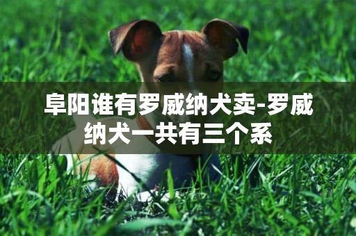 阜陽誰有羅威納犬賣-羅威納犬一共有三個系