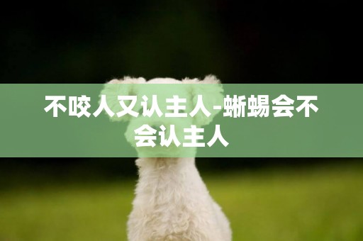 不咬人又認主人-蜥蜴會不會認主人