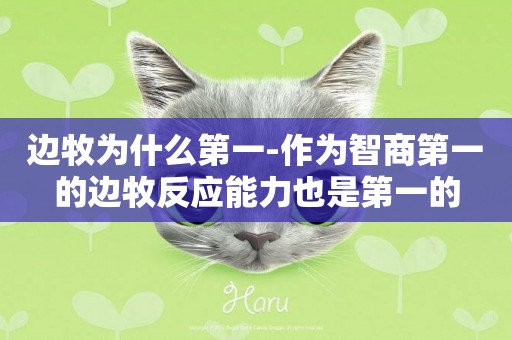 邊牧為什么第一-作為智商第一的邊牧反應能力也是第一的