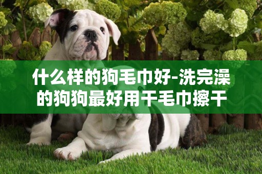 什么樣的狗毛巾好-洗完澡的狗狗最好用干毛巾擦干