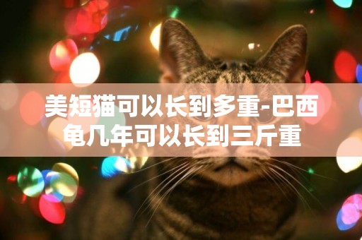 美短貓可以長到多重-巴西龜幾年可以長到三斤重