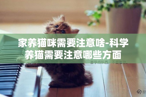 家養貓咪需要注意啥-科學養貓需要注意哪些方面