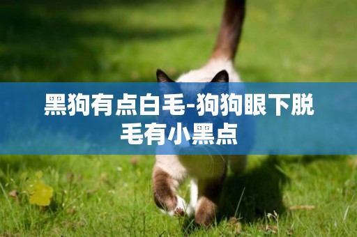 黑狗有點白毛-狗狗眼下脫毛有小黑點